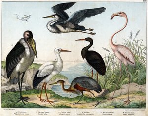a: Phenicopterer eller Flamingo (Phoenicopterus roseus), b: Hvit stork (Ciconia alba), c: Svart stork (Ciconia migra), d: Marabout (Leptoptilus crumenifer), e: Hvit hegre (Ardea cinerea), f: Rød hegre ( Ardea purpurea) - i "Natural History of birds" "", re av Unknown artist