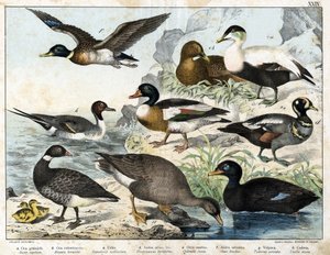 a: Seed Goose (Asner segetum), b: Brant (Branta bernicla), c: Common Eider (Somateria mollissima), d: Harlequin Duck (Histrionicus torquatus), e: Black Duck (Oidemia fusca), f: Mallard (Anas boschas), g: Belon