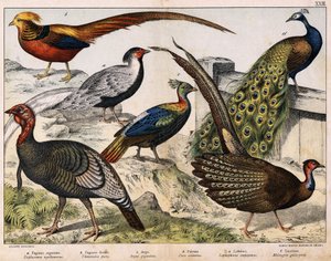a: Sølvfasan (Euplocamus nycthemerus), b: Gullfasan (Thaumalea picta), c: Majestetisk fasan (Argus giganteus), d: Blåpåfugl (Påfugl cristatus), e: Lophophorus impeyanus, f: Tyrkia (Meleagris) gallo-påfugl , i "Natural History of Birds", red. Hoe av Unknown artist