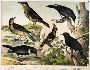 a: Trost (Turdus viscivorus), b: Trost (Turdus pilaris), c: Svarttrost (Merula torquata), d: Blåtrost (Monticola cyanus), e: Svarttrost (Merula nigra), f: Bohemian de chatterer (Ampelis garulus) - i "Natural History of Birds", red. Hoepli, Milano av Unknown artist