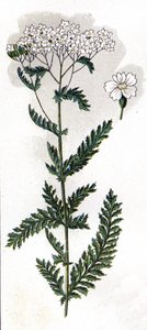 illustrasjon i Min lege - avhandling om medisin og hygiene av Dr. H.M. Menier, ca. 1907 (trykk) av Unknown Artist