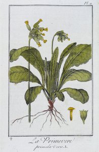 Primrose (Primula veris) - i "Øvelser i botanikk for bruk av handelsmenn", skrevet av J.C. Philibert, Imprimerie de Crapelet, Paris av Unknown artist