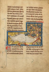 En Caladrius-fugl av Unknown artist