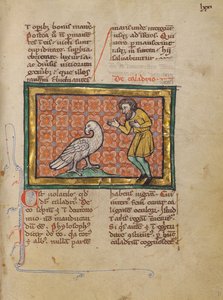 En Caladrius-fugl av Unknown artist