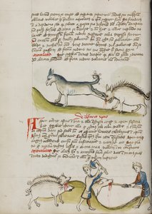 Et esel som sparker et villsvin; en gris som slaktes av Unknown artist