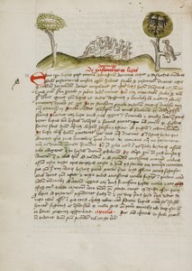 En flokk fugler under et tre, inkludert en kronet ørn med et heraldisk blazon på vingene av Unknown artist