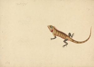 En øgle med skisser av en skorpion og en edderkopp av Unknown artist