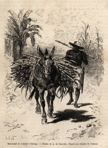 En stokkhandler og muldyret hans i Cartago (Costa Rica), den eneste kjøpmannen som animerer de tomme gatene i byen. Gravering for å illustrere reisen til New Granada, av Dr. Saffray, i 1869, publisert i "" Le tour du monde""" 1873, redigert av Edouard Char av Unknown artist