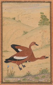 Et par Brahminy-ender av Unknown artist