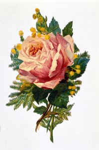 En rose av Unknown artist