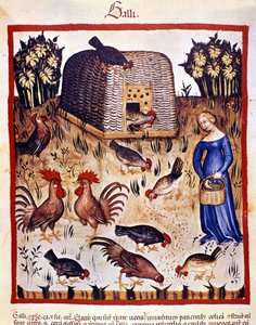 En ung kvinne i en lav hage mater høner og haner. Belysning fra melking av medisin og diett "" Tacuinum sanitatis"" av Unknown artist