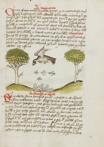 En ørn som flyr over en sverm av insekter av Unknown artist