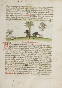 En ørn som griper en snegle; en kråke som hakker på en snegle av Unknown artist