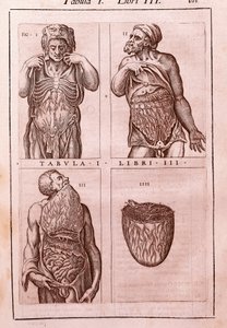Anatomisk bord som representerer: dimensjonene, muskler i mage, tarm og mage. Gravering i "" Anatomia Corporis Humani "" av Juan Valverde De Amusco (1525-1588). Tabell I, bok III. Barcelona. Biblioteca de Catalunya (nasjonalbiblioteket i Ca av Unknown artist