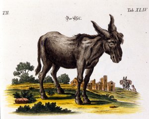 Ankey. 1700-talls representasjon. av Unknown artist