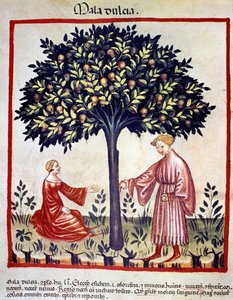 Epler plukker. Belysning fra melking av medisin og diett "" Tacuinum sanitatis"" av Unknown artist