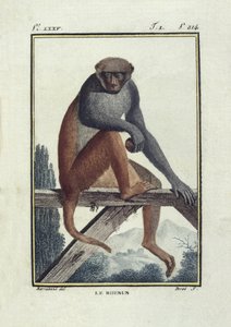 BUFON, Georges-Louis Leclerc, greve av (1707-1788). Rhesus-aper (rhesus). Illustrasjon fra «Histoire naturelle, generale et particular» av Unknown artist