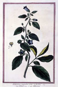 Belladonna, blomster og bær. Giftig plante brukt i medisin. Gravering etter et herbarium fra 1800-tallet. av Unknown artist