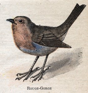 Fugler nyttige for jordbruk: Rød - strupe av Unknown artist