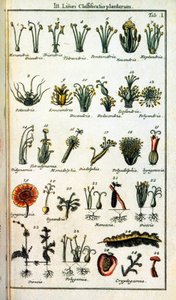 Botanisk styre: Klassifisering av planter av Carl von INNE (1707-1778), svensk naturforsker i "" Compendium Botanices Systematis Linnean ". Utgave av Unknown artist