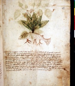 Botanisk tavle som representerer gresset "luccia maggiore"" eller gjeddeformet gress. Biblioteket i Rimini av Unknown artist