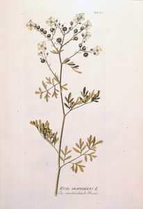 Botanisk styre: rue officinale (Ruta graveolens). I "Icons of Medicinal Plants" av J.J.Plenck, Wien, Østerrike av Unknown artist