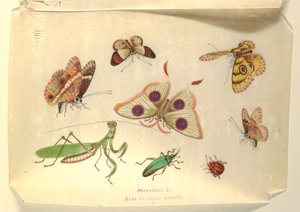 Sommerfugler og andre insekter av Unknown artist