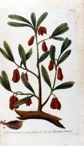 Kardemomme. 1700-talls gravering. av Unknown artist