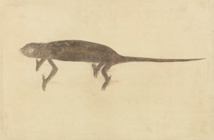 Chamaeler Chamaeleon av Unknown artist