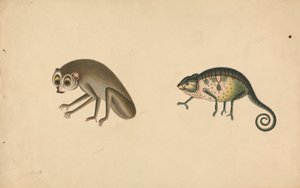 Kameleon og et pattedyr av Unknown artist