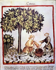 Innsamling og tilberedning av kastanjer om høsten. Belysning fra melking av medisin og diett "" Tacuinum sanitatis"" av Unknown artist