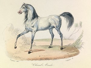 quot;Completes de Buffonquot; med Linné-nomenklatur og klassifiseringen av Cuvier: Dyr: Arabisk hest (gravering) av Unknown artist