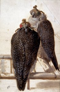 Et par hauker. 1700-talls tegning. av Unknown artist