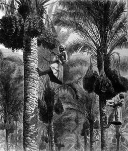 Datoplukking i Ceylon (nåværende Sri Lanka) gravering fra 1800-tallet av Unknown artist