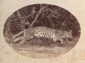 Død leopard av Unknown artist