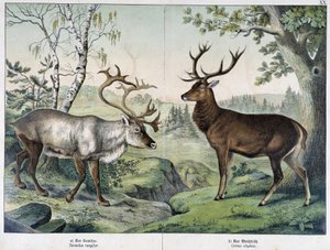 Deers - i "Natural History of Pattedyr", red. Schreiber av Unknown artist