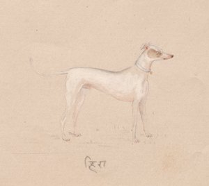 Hund av Unknown artist