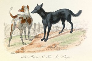 Hund og Matin, to dyr klassifisert av Linneene og Cuvier (gravering) av Unknown artist