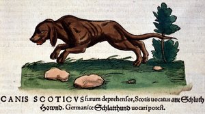 Hund fra Historia Animalium av Conrad Gesner, Tiguri 1560. Biblioteca Nazionale Braidense. Milan av Unknown artist