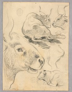Tegning: Skisser av kyr av Unknown artist