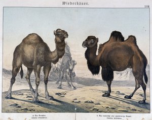 Dromedar og kamel - i "" Natural histories of pattedyr", red. Shreiber, München av Unknown artist