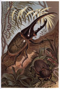 Dynastes hercules, scarabee neshorn - Hercules billen av Unknown artist