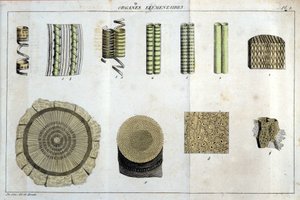 Elementære organer: i "" Flora Francoise, eller en kort beskrivelse av alle plantene som vokser naturlig i Frankrike, arrangert i henhold til en ny analysemetode som vi legger ved sitatet om deres mindre tvetydige dyder innen medisin og deres nytte. av Unknown artist