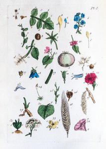 Elementær tabell over figurer og navnene deres i Flora Parisiensis av Unknown artist