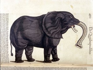 Elefant fra Historia Animalium av Conrad Gesner, Tiguri 1560. Biblioteca Nazionale Braidense. Milan av Unknown artist