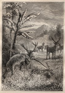 Expedition Around the World (1785-1788) av Jean Francois Galaup de La Perouse (1741-1788): jaktteknikk for indianerne i Bay of Monterey (California) - illustrasjon fra "The Grands Mariners of the 18th century" av Unknown artist