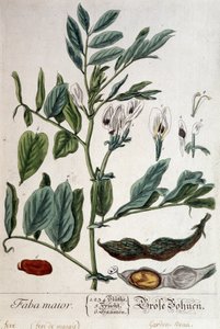 Faba Major (myrfeve) - botanisk bord av Unknown artist