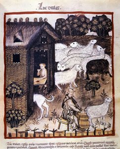 Gårdsarbeid: melking av sauer for å produsere melk og ost. Belysning fra melking av medisin og diett "" Tacuinum sanitatis"" av Unknown artist