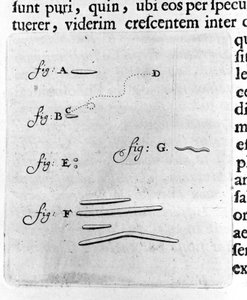 Første representasjon av bakterier Beskrivelse av den nederlandske handelsmannen og vitenskapsmannen Antoine van Leeuwenhoek (eller Leeuvenhoek Leeuwenhoeck) (eller Antoni eller Anthonie) (1632-1723) etter en studie av bakterier i munnen hans. Gravering fr av Unknown artist
