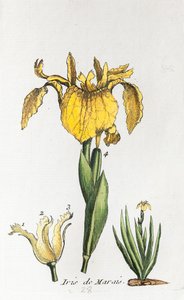 Flagge von Unknown artist